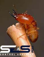 SES Termite Control Adelaide image 4